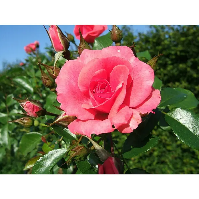 Beetrose - Rosa 'Bad Birnbach' ® ADR, Lachsrosa - Nahaufnahme einer strahlend rosa Rose in voller Blüte, umgeben von grünen Blättern und Knospen im Garten.