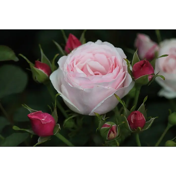Kletterrose - Rosa 'Billet Doux' -R-, Hellrosa - Zarte, hellrosa Rose mit roten Knospen im Hintergrund. Perfekt für einen romantischen Touch.