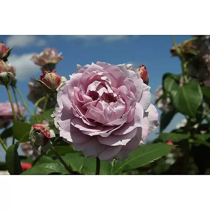 Beetrose - Rosa 'Novalis' ® ADR, Lavendel - Eine leuchtende, rosa-lilafarbene Rose blüht, umgeben von grünen Blättern und roten Knospen, vor blauem Himmel.