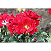 Bodendeckerrose (Rosa 'Matador'  -R-, Topfvolumen: 4,5 l, Rot) | BAUHAUS