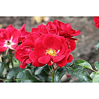 Bodendeckerrose (Rosa 'Matador'  -R-, Topfvolumen: 4,5 l, Rot)