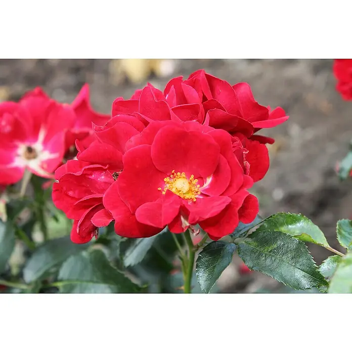 Bodendeckerrose - Rosa 'Matador' -R-, Topfvolumen: 4,5 l, Rot - Nahaufnahme einer roten Rose mit gelber Mitte, umgeben von grünen Blättern, die die Schönheit und Zartheit der Blüte hervorhebt.