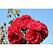 Kletterrose (Rosa 'Amadeus' -R-, Rot) | BAUHAUS