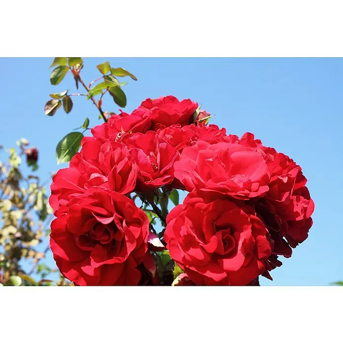 Kletterrose - Rosa 'Amadeus' -R-, Rot - Nahaufnahme einer Gruppe leuchtend roter Rosen vor einem strahlend blauen Himmel. Die Rosenblätter sind dicht und üppig, die Szene strahlt Schönheit aus.