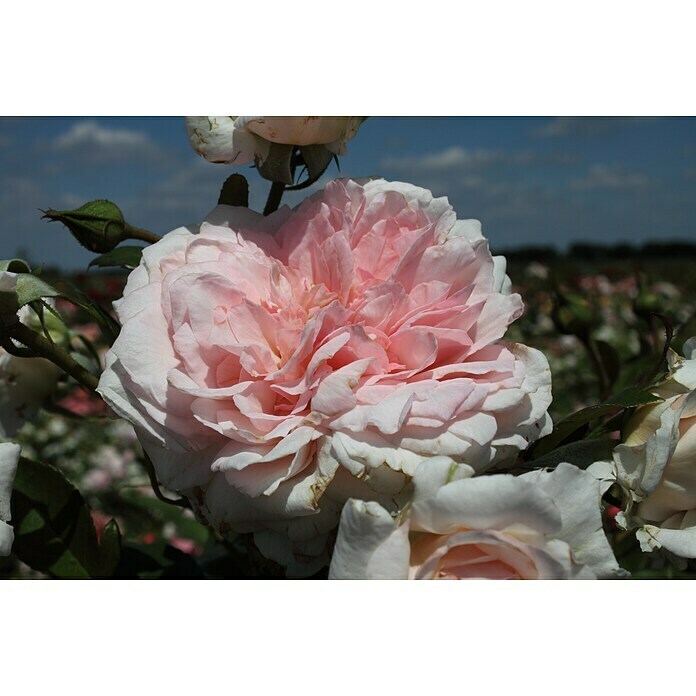 Strauchrose (Rosa 'Alexandra - Princesse de Luxembourg' -R-, Topfvolumen: 5,5 l, Rosa) | BAUHAUS