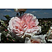 Strauchrose (Rosa 'Alexandra - Princesse de Luxembourg' -R-, Topfvolumen: 5,5 l, Rosa) | BAUHAUS