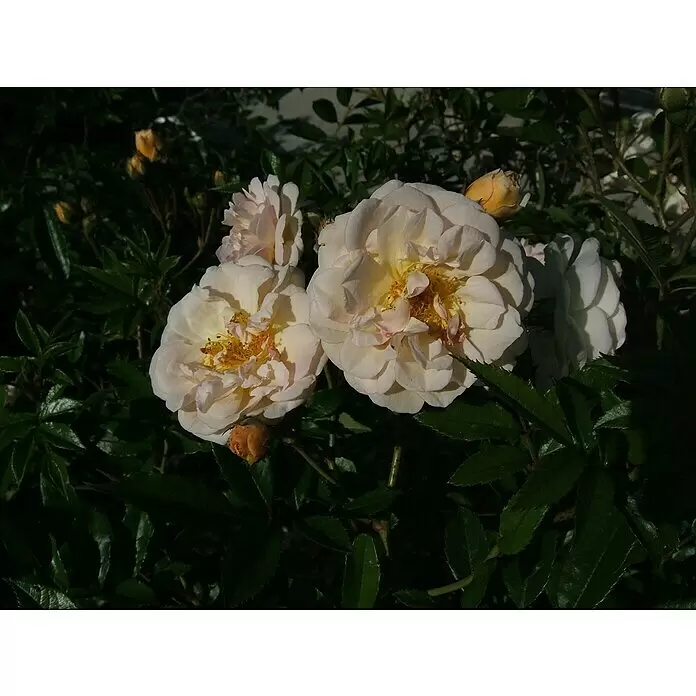 Kletterrose - Rosa 'Ghislaine de Feligonde', Gelb / Weiß - Nahaufnahme mehrerer cremeweißer Rosen mit gelben Zentren und Knospen, umgeben von üppigen dunkelgrünen Blättern.