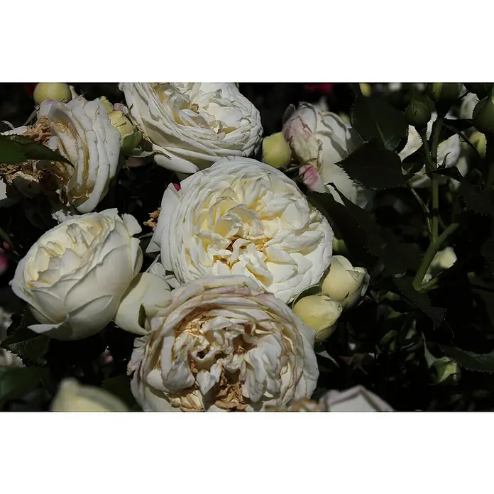 Strauchrose - Rosa 'Artemis' -R-, Topfvolumen: 5,5 l, Weiß - Nahaufnahme von cremefarbenen Rosenblüten mit gelben Akzenten und grünen Blättern in einem Garten, eingefangen mit sanftem, natürlichem Licht.