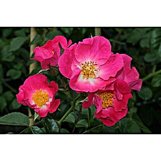 Kletterrose (Rosa 'American Pillar', Karminpink)