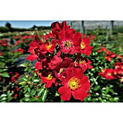 Bodendeckerrose (Rosa 'Bienenweide rot' -R-, Topfvolumen: 4,5 l, Leuchtend Rot) | BAUHAUS