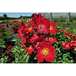 Bodendeckerrose (Rosa 'Bienenweide rot'  -R-, Topfvolumen: 4,5 l, Leuchtend Rot)