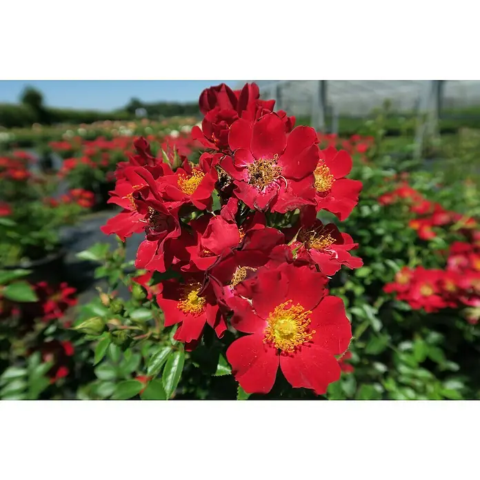 Bodendeckerrose - Rosa 'Bienenweide rot' -R-, Topfvolumen: 4,5 l, Leuchtend Rot - Nahaufnahme von üppigen, roten Rosenblüten mit leuchtend gelben Staubgefäßen in einem Garten. Die Rosen zeigen intensive Farben und filigrane Details.