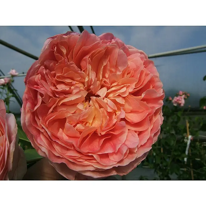 Kletterrose - Rosa 'Papi Delbard' -R-, Orange/Gelb Mix - Nahaufnahme einer üppigen, pfirsichfarbenen Rose, deren volle Blüte die zarten Blütenblätter und die warme Farbpalette hervorhebt.