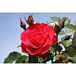 Beetrose (Rosa 'Black Forest Rose'  -R-, Rot)