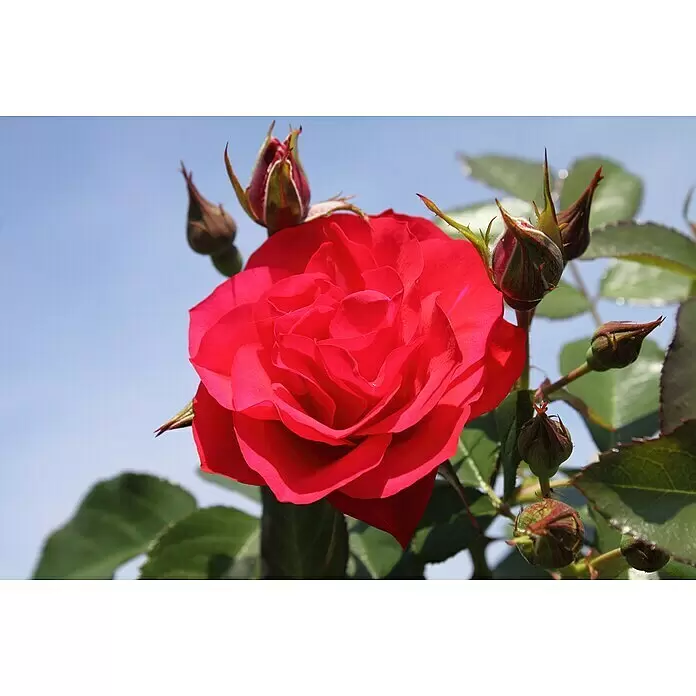 Beetrose - Rosa 'Black Forest Rose' ®, Rot - Eine leuchtend rote, voll erblühte Rose, umgeben von mehreren kleineren rötlich-grünen Knospen und grünen Blättern vor blauem Himmel.