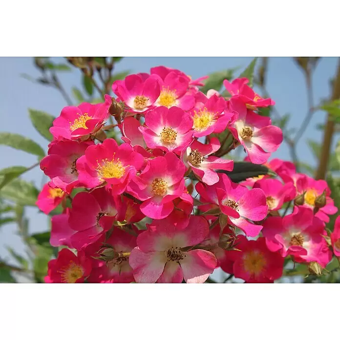 Strauchrose - Rosa 'Mozart', Topfvolumen: 5,5 l, Rosarot - Lebhaftes Blütenbüschel leuchtend rosa Rosen mit gelben Zentren, blühend an einem Strauch vor blauem Himmel.