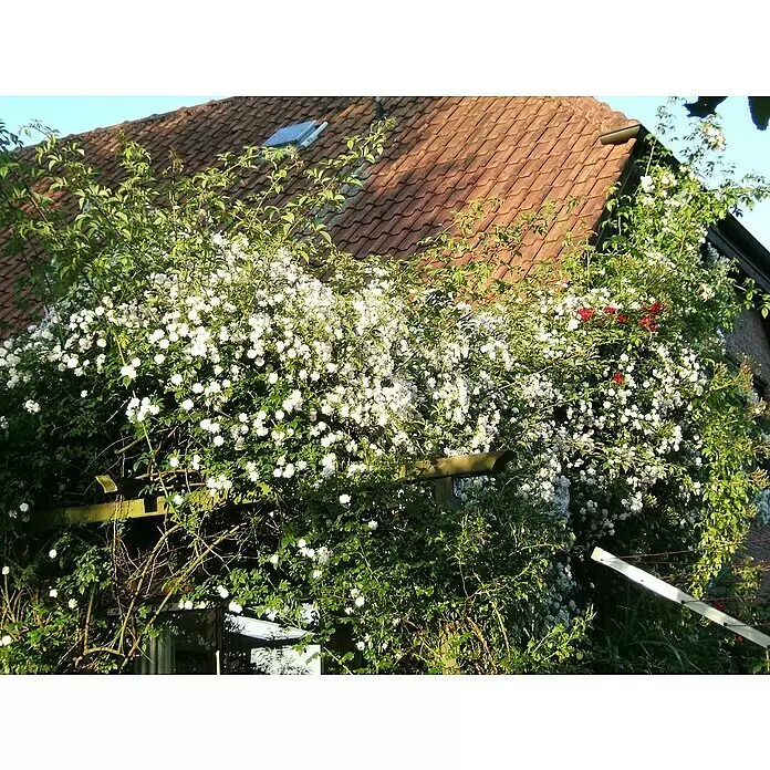 Kletterrose - Rosa 'Paul's Himalayan Musk Rambler', Hellviolett - Dichte weiße Kletterrosen bedecken ein Hausdach und Holzspalier, mit Andeutungen roter Blüten.