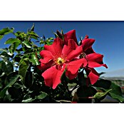 Bodendeckerrose (Rosa 'Alexander von Humboldt'  -R-  ADR, Topfvolumen: 4,5 l, Rot) | BAUHAUS