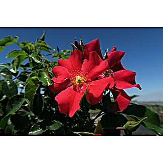 Bodendeckerrose (Rosa 'Alexander von Humboldt'  -R-  ADR, Topfvolumen: 4,5 l, Rot)