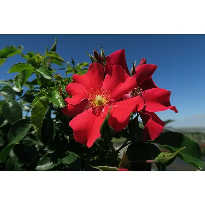 Bodendeckerrose - Rosa 'Alexander von Humboldt' -R- ADR, Topfvolumen: 4,5 l, Rot - Nahaufnahme einer roten Rose mit grünen Blättern vor strahlend blauem Himmel.