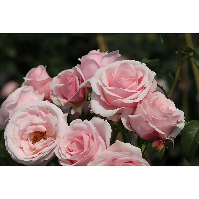 Kletterrose - Rosa 'Billet Doux' -R-, Hellrosa - Nahaufnahme einer Gruppe zartrosa Rosenblüten, die Eleganz und natürliche Schönheit in einem Bouquet vereinen.