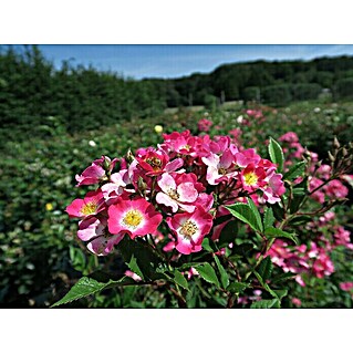 Minirose (Rosa 'Lupo'  -R-)