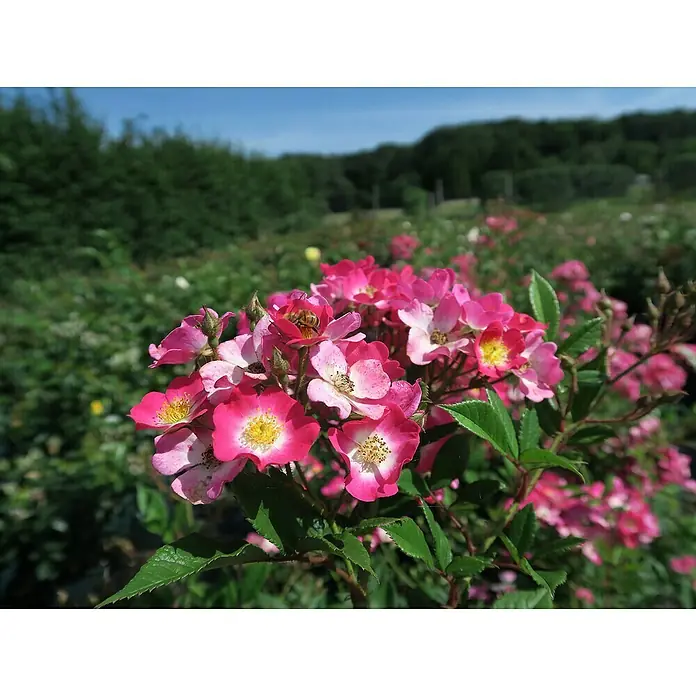 Minirose -  - Nahaufnahme von leuchtend rosa Blüten mit gelben Zentren, möglicherweise eine Wildrose, im Freien mit einer Biene.