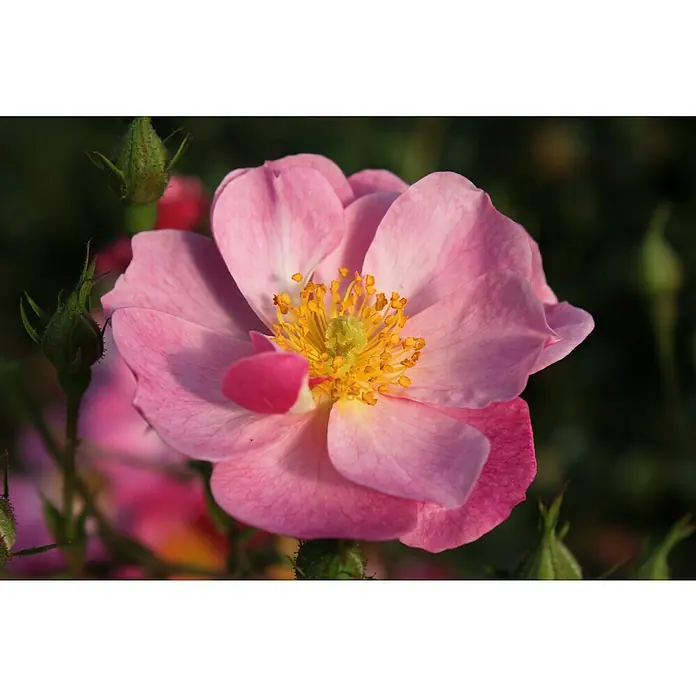 Bodendeckerrose - Rosa 'Lavender Dream' -R-, Topfvolumen: 4,5 l, Lavendelfarben - Nahaufnahme einer zarten, rosa Rose mit leuchtend gelben Staubgefäßen, umgeben von grünen Knospen, die ihre natürliche Schönheit hervorheben.