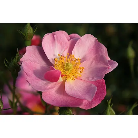 Bodendeckerrose