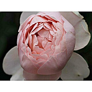 Strauchrose (Rosa 'Ambridge Rose'  -R-, Topfvolumen: 5,5 l, Apricot-Rosa)