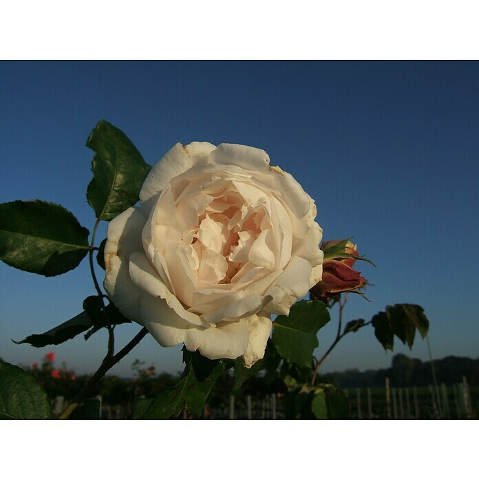 Kletterrose (Rosa 'Mme Alfred Cariere', Weiß) | BAUHAUS