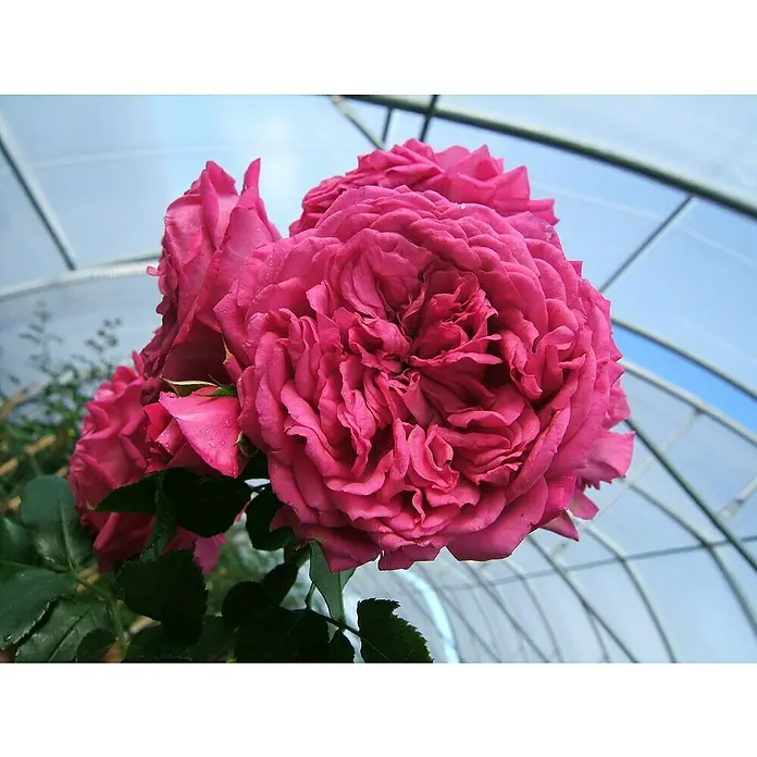 Kletterrose - Rosa 'Laguna' -R- ADR, Pink - Nahaufnahme einer Gruppe üppiger, rosafarbener Rosenblüten unter einer transparenten Gewächshausstruktur.