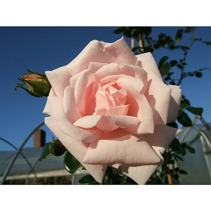 Kletterrose - Rosa 'New Dawn', Zart Weißrosa - Nahaufnahme einer zarten, blassrosa Rose mit perfekt geformten Blütenblättern vor einem strahlend blauen Himmel.