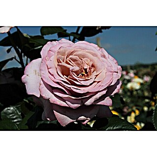 Edelrose (Rosa 'Blue Girl'  -R-, Mauve)