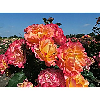 Strauchrose (Rosa 'LandLust'  -R-, Topfvolumen: 5,5 l, Orange)
