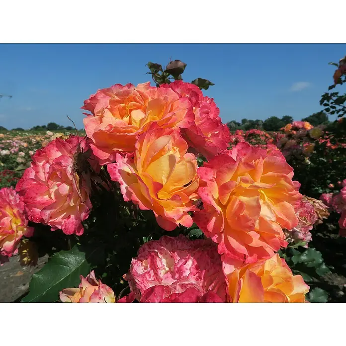 Strauchrose - Rosa 'LandLust' -R-, Topfvolumen: 5,5 l, Orange - Nahaufnahme von farbenprächtigen Rosenblüten in einem Garten, die in leuchtenden Gelb-, Orange- und Rottönen erstrahlen, unter strahlend blauem Himmel.