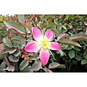 Strauchrose (Rosa glauca, Topfvolumen: 4,5 l, Hellrot) | BAUHAUS