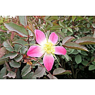 Strauchrose (Rosa glauca, Topfvolumen: 4,5 l, Hellrot)