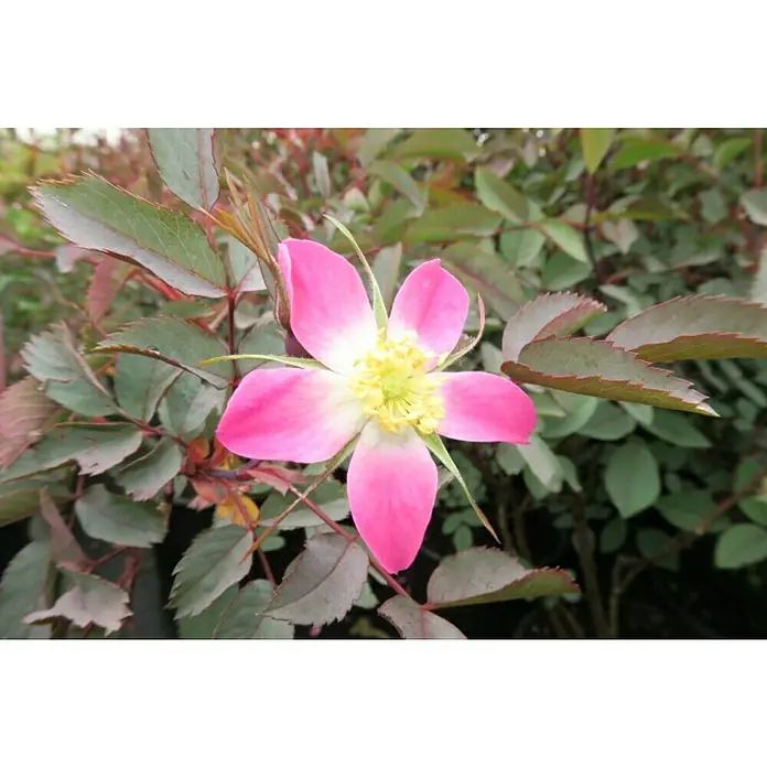 Strauchrose - Rosa glauca, Topfvolumen: 4,5 l, Hellrot - Nahaufnahme einer zarten, rosafarbenen Wildrose mit fünf Blütenblättern und gelber Mitte, umgeben von grünen Blättern mit rötlichen Rändern.