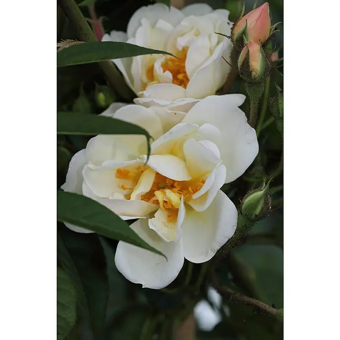 Kletterrose - Rosa 'Lykkefund', Rahmgelb - Nahaufnahme von zwei geöffneten weißen Rosen mit gelben Staubgefäßen und mehreren Knospen.