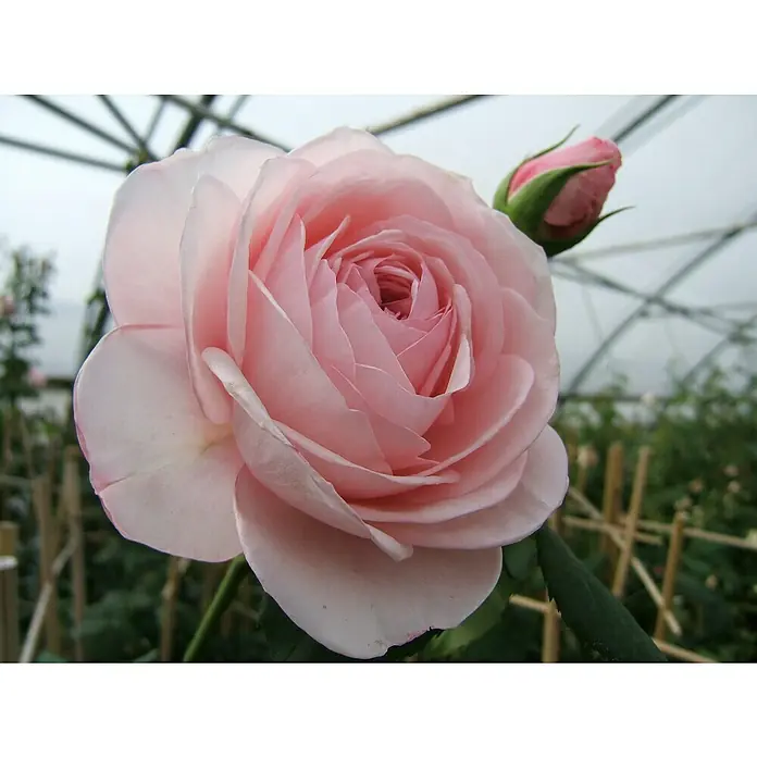 Kletterrose - Rosa 'Nahema' -R-, Hellrosa - Nahaufnahme einer zarten, rosa Rose mit einer Knospe im Hintergrund, ideal für Blumengestecke und Gartenliebhaber.