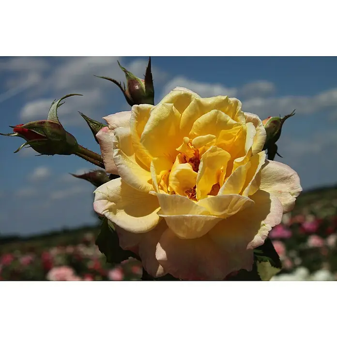 Kletterrose - Rosa 'Moonlight' -R-, Zitronengelb - Nahaufnahme einer gelben Rose mit rosa Rändern und Knospen vor blauem Himmel.