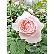 Strauchrose (Rosa 'Pear' -TM-, Topfvolumen: 4,5 l, Creme) | BAUHAUS