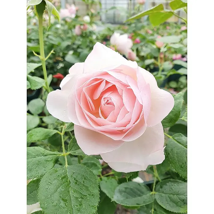 Strauchrose - Rosa 'Pear' -TM-, Topfvolumen: 4,5 l, Creme - Nahaufnahme einer zarten, hellrosa Rose mit detailreichen Blütenblättern und grünen Blättern, ideal als Symbol für Schönheit und Eleganz.