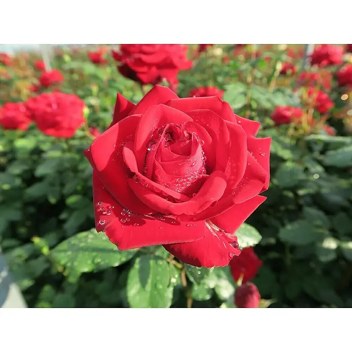 Edelrose - Rosa 'Marlene', Rot - Nahaufnahme einer leuchtend roten Rose mit Wassertropfen auf den Blütenblättern, umgeben von üppigem Grün.