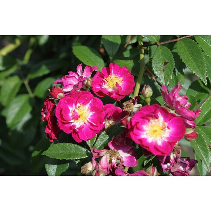 Kletterrose (Rosa 'Perennial Blue' -R-, Lila-Rosa) | BAUHAUS