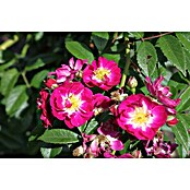 Kletterrose (Rosa 'Perennial Blue' -R-, Lila-Rosa) | BAUHAUS