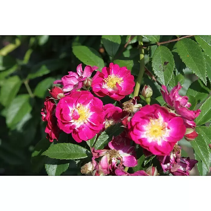 Kletterrose - Rosa 'Perennial Blue' -R- ADR, Lila-Rosa - Leuchtend pinke Blüten mit gelben Zentren blühen zwischen grünen Blättern.