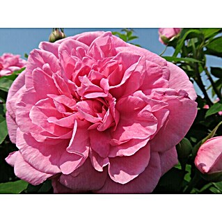 Strauchrose (Rosa 'Gertrude Jekyll'  -R-, Topfvolumen: 5,5 l, Kräftig Rosa)