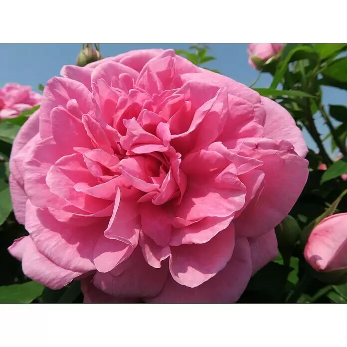 Strauchrose - Rosa 'Gertrude Jekyll' -R-, Topfvolumen: 5,5 l, Kräftig Rosa - Nahaufnahme einer großen, leuchtend pinken Rose mit vielen Blütenblättern, blühend in einem Garten unter blauem Himmel.